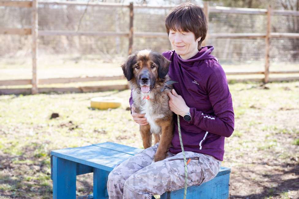 Собаки в Москве: Небольшая девчонка в добрые руки Девочка, Бесплатно - фото 5
