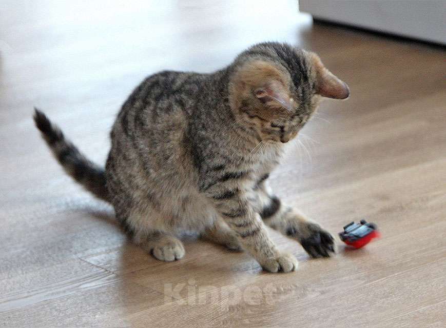 Кошки в Москве: Очаровательная Манечка, ласковый тигровый котенок ищет дом Девочка, 10 руб. - фото 4