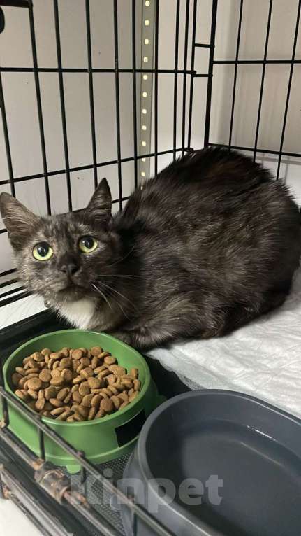 Кошки в Москве: Дымчатая британка Глаша – в поисках дома Девочка, Бесплатно - фото 2