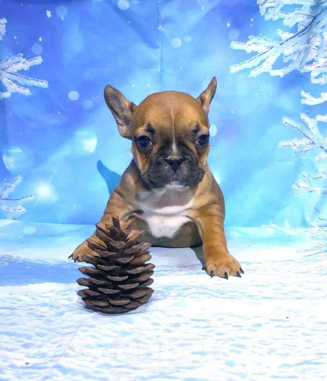 Собаки в Красноармейске: Щенки французкого бульдога Мальчик, 30 000 руб. - фото 6