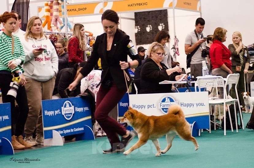 Собаки в Владимире: Сиба ину кобель чемпион вязка Мальчик, 30 000 руб. - фото 5