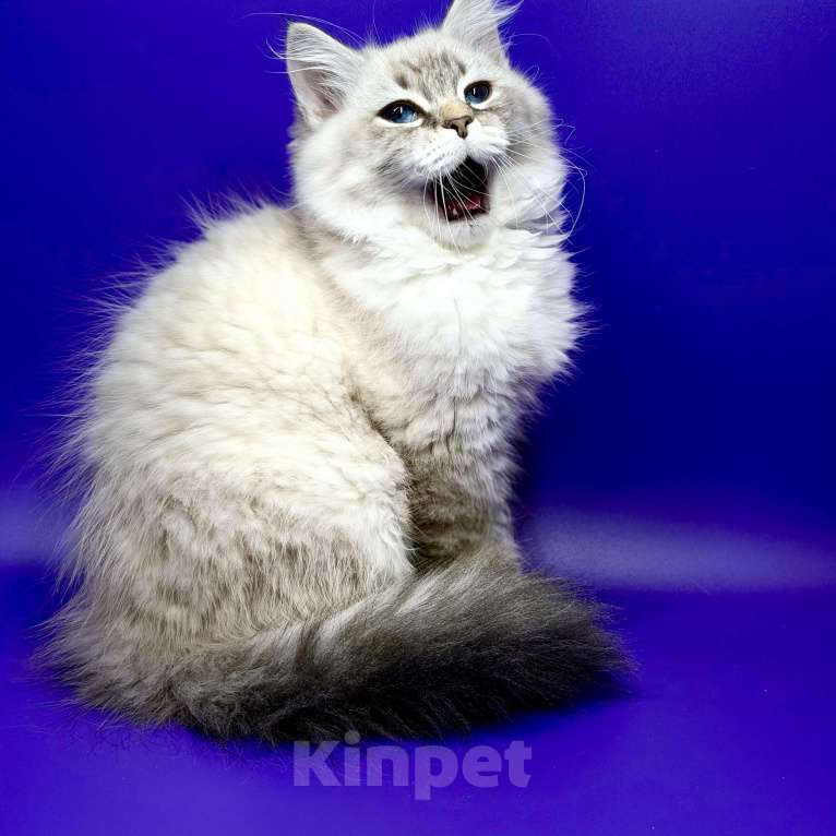 Кошки в Москве: Baron порода Невская маскарадная Мальчик, Бесплатно - фото 7