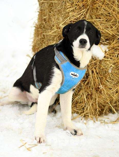 Собаки в Москве: Норд ищет семью Мальчик, Бесплатно - фото 8