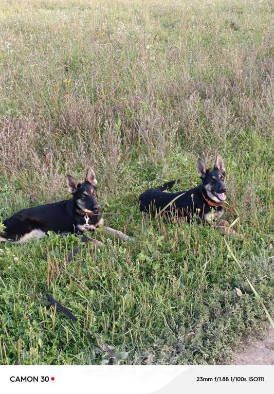 Собаки в других городах Калужской области: Щенки немецкой овчарки Девочка, 48 000 руб. - фото 3