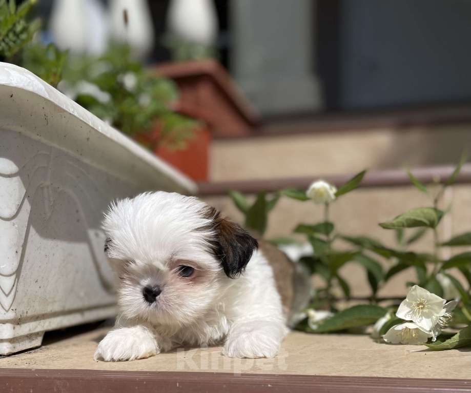 Собаки в Москве: Эксклюзивчик, мини мальчик  Мальчик, 45 000 руб. - фото 7