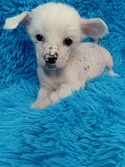 Китайская хохлатая мини