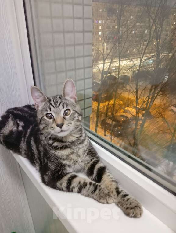 Кошки в Санкт-Петербурге:  Котëнок ищет дом.  Мальчик, Бесплатно - фото 6