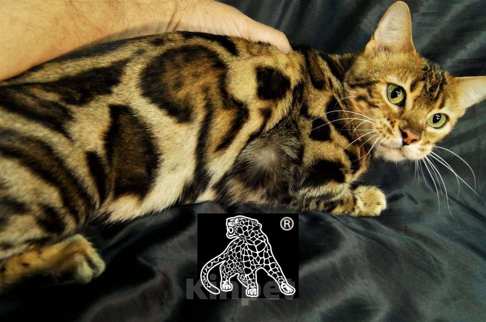 Кошки в Хабаровске: Бенгальский котенок. Профессиональный Питомник. Девочка, Бесплатно - фото 5