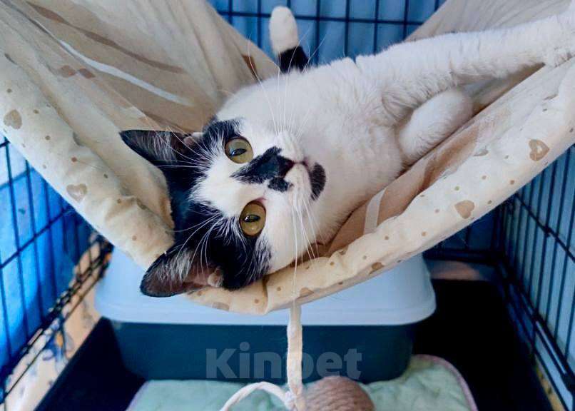 Кошки в Королеве: микро-кошечка Нюша ищет своего человека. Девочка, Бесплатно - фото 8