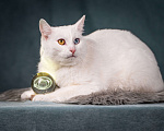 Кошки в Клине: Снежок - уникальный котик Мальчик, Бесплатно - фото 1