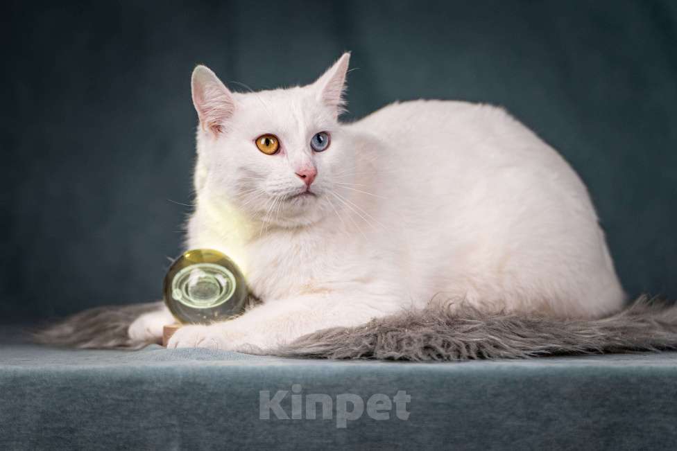 Кошки в Клине: Снежок - уникальный котик Мальчик, Бесплатно - фото 1