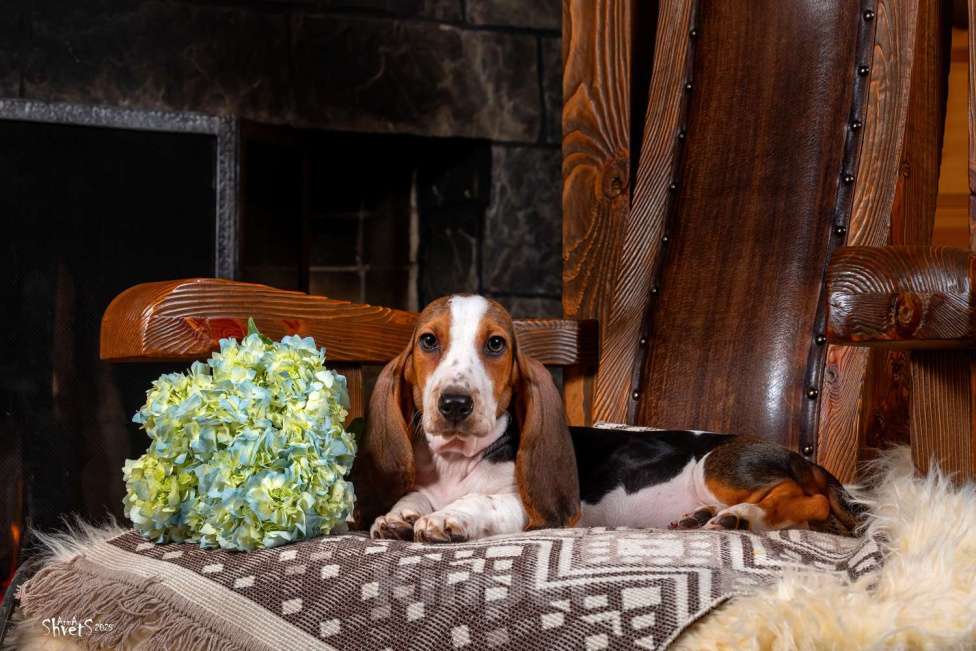 Собаки в Истре: Артезиано-нормандский бассет Девочка, 150 000 руб. - фото 7