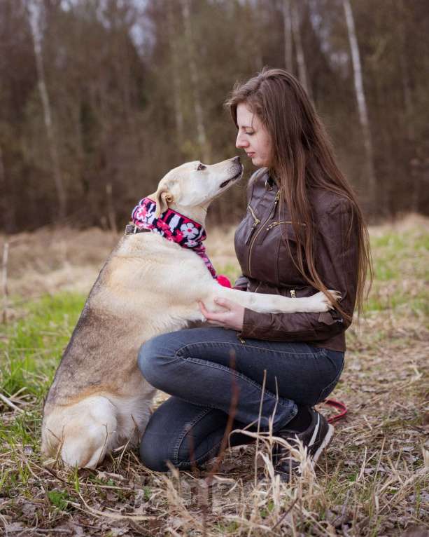 Собаки в Москве: Собака-компаньон в добрые руки! Девочка, Бесплатно - фото 7