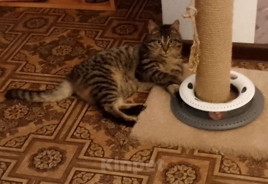 Кошки в Москве: Полосатик в добрые руки Девочка, Бесплатно - фото 4