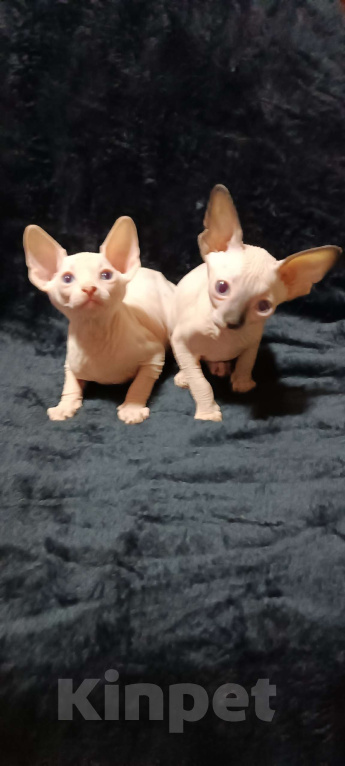 Кошки в Донецке: Голубоглазые котята Канадского сфинкса Девочка, 20 000 руб. - фото 1