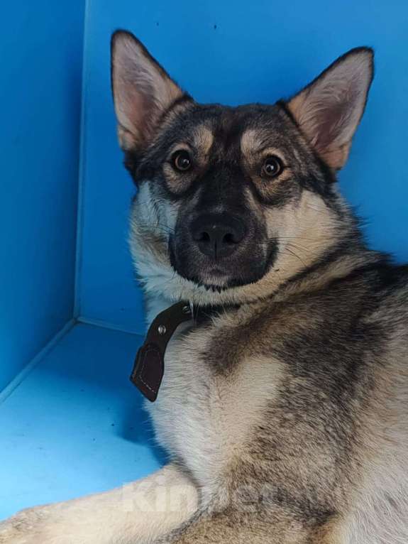 Собаки в Москве: Арья. Умная собака на выпуск на улицу Девочка, Бесплатно - фото 6