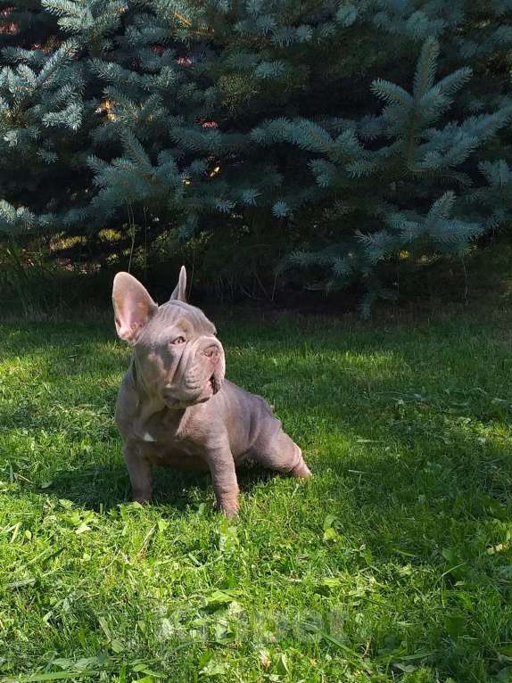 Собаки в Москве: Девочка изабелка Девочка, 100 000 руб. - фото 3