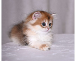 Кошки в Москве: Котенок британская золотая шиншилла Девочка, Бесплатно - фото 1
