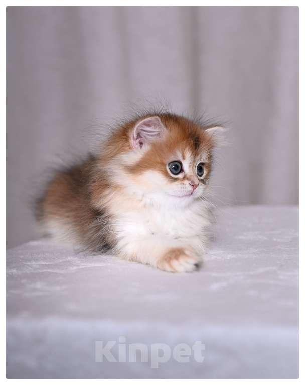 Кошки в Москве: Котенок британская золотая шиншилла Девочка, Бесплатно - фото 1