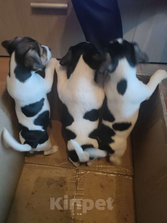 Собаки в Москве: Щенок 3 Мальчик, 30 000 руб. - фото 4