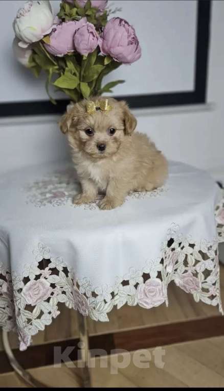 Собаки в Химках: Мальтипу Мальчик, 70 000 руб. - фото 4