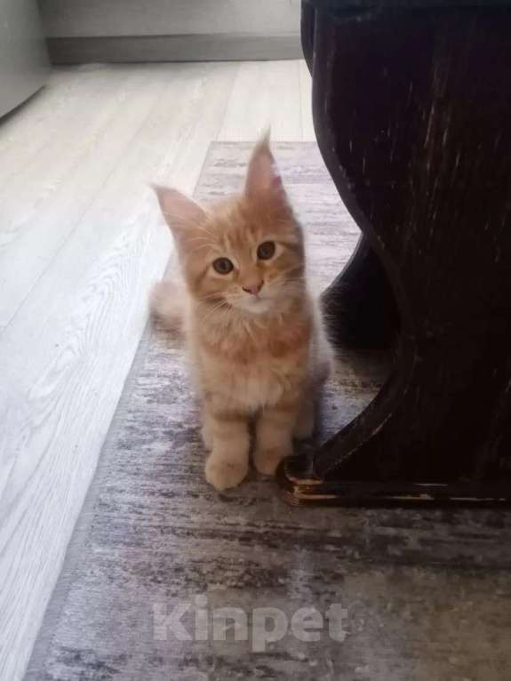 Кошки в Москве: Котята мейн-кун Девочка, 15 000 руб. - фото 7