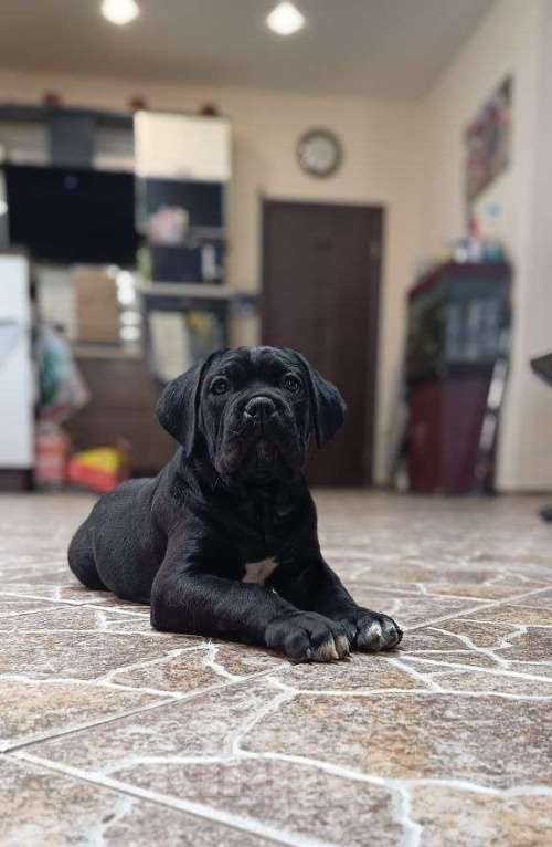 Собаки в других городах Московской области: Щенки Итальянского Кане Корсо! Девочка, 120 000 руб. - фото 2