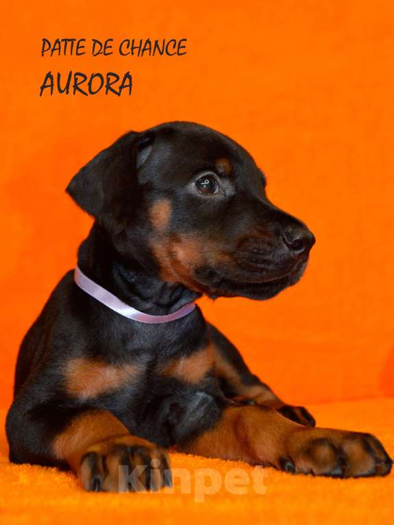 Собаки в Санкт-Петербурге: Щенок добермана Аврора Девочка, 110 000 руб. - фото 5