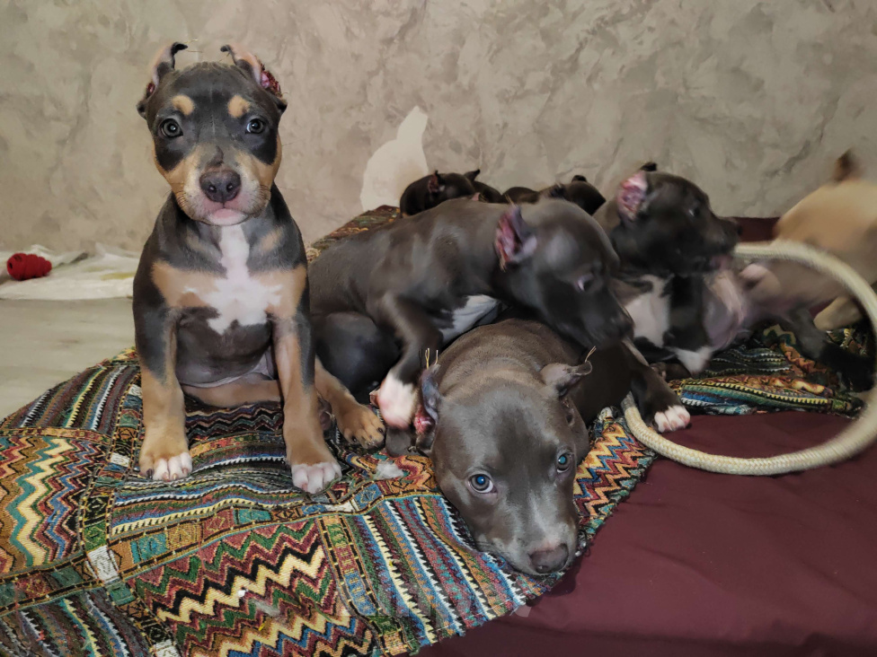 Собаки в Мурином: Девочка Дея ищет семью Девочка, 50 000 руб. - фото 3