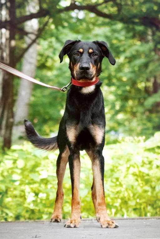 Собаки в Москве: Метис добермана. Громушка обожает людей Мальчик, Бесплатно - фото 5