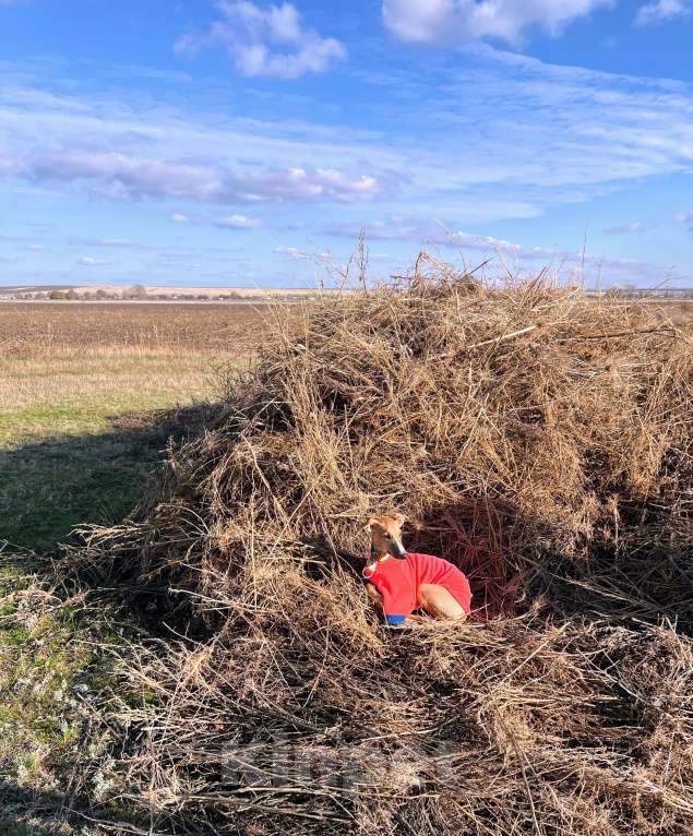 Собаки в Кубинке: Щенок уиппета Мальчик, Бесплатно - фото 5