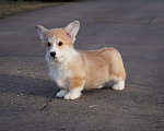 Собаки в Москве: Вельш Корги Пемброк Мальчик, 40 000 руб. - фото 2
