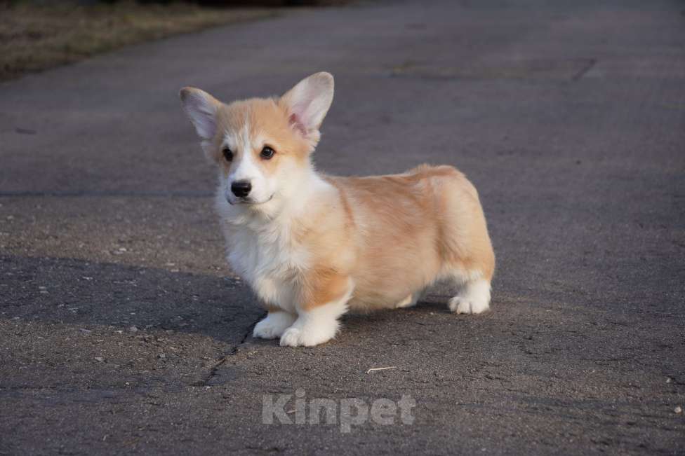 Собаки в Москве: Вельш Корги Пемброк Мальчик, 40 000 руб. - фото 2