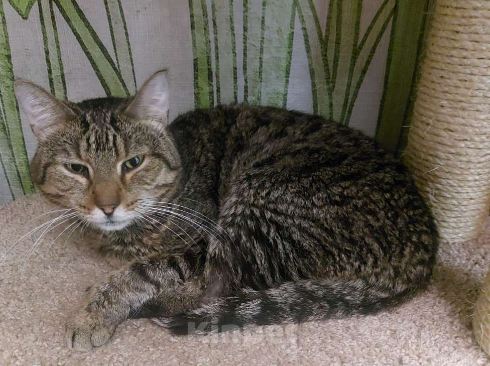 Кошки в Уфе: Кот 6 лет Мальчик, 200 руб. - фото 3