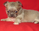 Собаки в Санкт-Петербурге: чихуахуа девочка Девочка, 60 000 руб. - фото 8