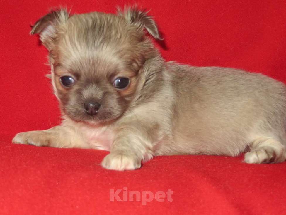 Собаки в Санкт-Петербурге: чихуахуа девочка Девочка, 60 000 руб. - фото 8