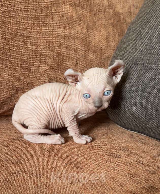 Кошки в Самаре: Сфинкс эльф Мальчик, Бесплатно - фото 1