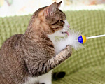 Кошки в Москве: Роскошный полосатый кот Борис ищет дом, в добрые руки Мальчик, 1 руб. - фото 4