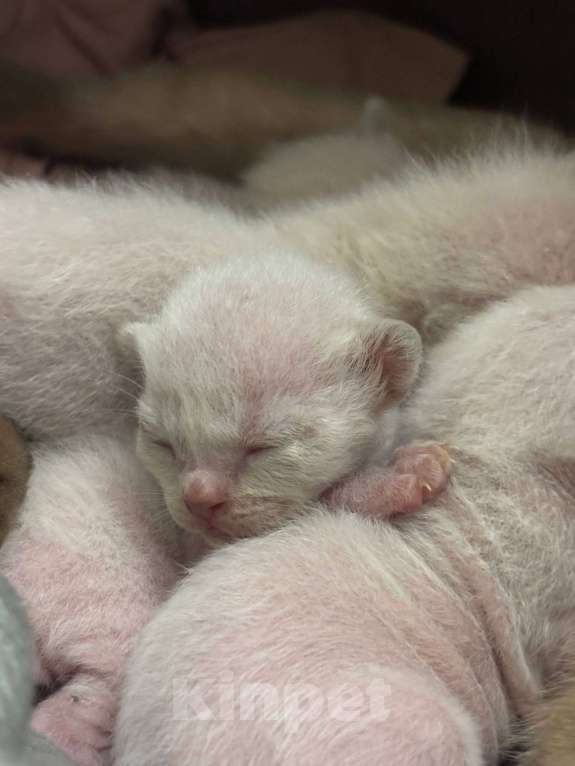 Кошки в Санкт-Петербурге: Европейские бурманские котята Разнополые, 35 000 руб. - фото 1