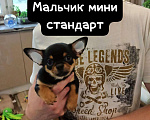 Собаки в Москве: Просто потрясающий мальчишечки и девчоночки чихуашечки готов к продаже Мальчик, 40 000 руб. - фото 2