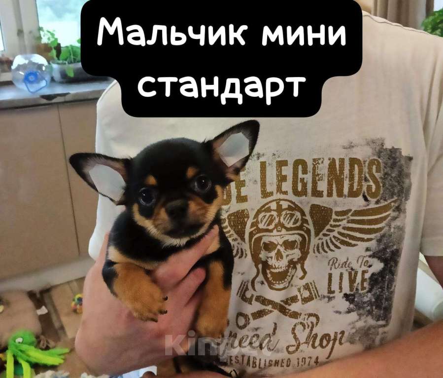 Собаки в Москве: Просто потрясающий мальчишечки и девчоночки чихуашечки готов к продаже Мальчик, 40 000 руб. - фото 2