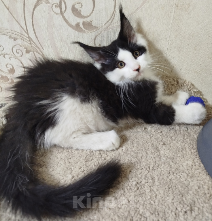 Кошки в Перми: Котенок Мейн Кун Девочка, 35 000 руб. - фото 1