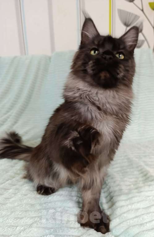 Кошки в Москве: Мальчик черный дым полидакт Мальчик, 100 000 руб. - фото 8