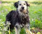 Собаки в Троицке: Бородатик в добрые руки Мальчик, Бесплатно - фото 5