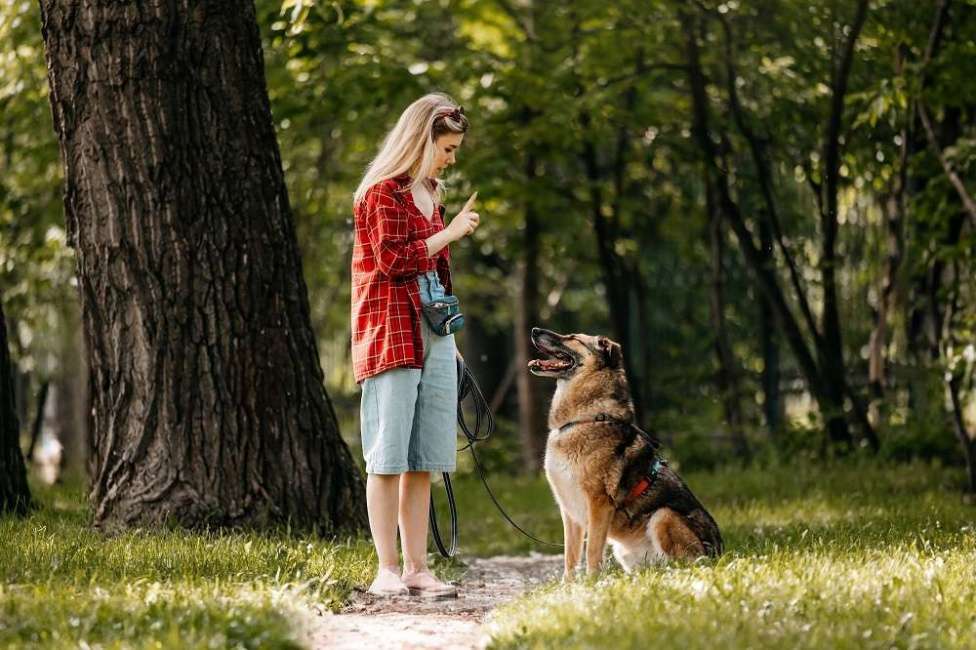 Собаки в Москве: Бро - ваш будущий лучший Друг! В добрые руки Мальчик, Бесплатно - фото 7
