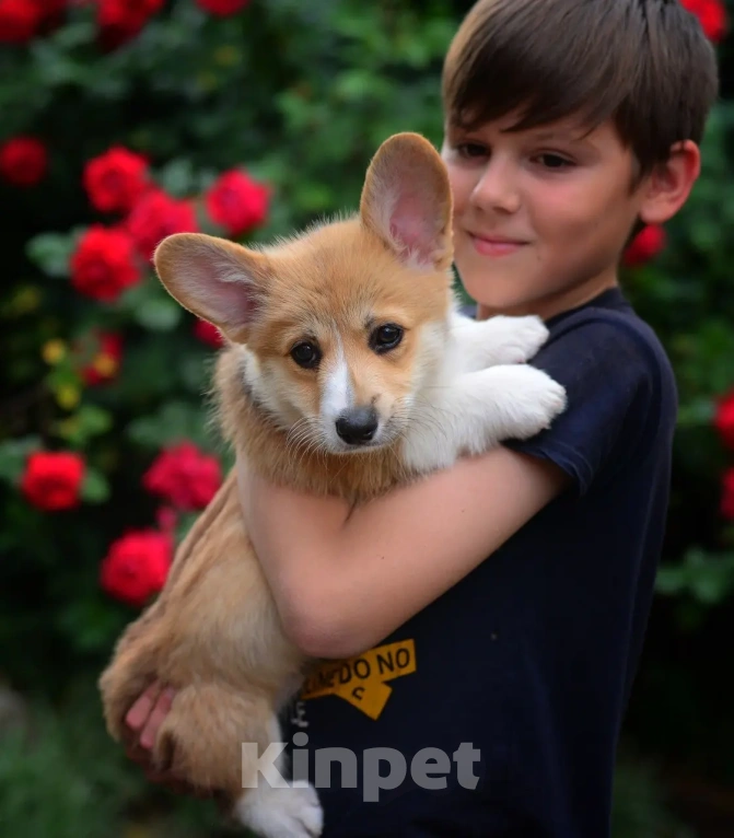 Собаки в Армавире: Хурма, спелая наша красотка) 😍 Девочка, 80 000 руб. - фото 1