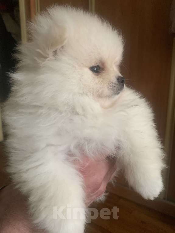 Собаки в Воронеже: Щенок шпица Девочка, 20 000 руб. - фото 1