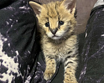 Кошки в Москве: Котенок саванна Мальчик, 190 000 руб. - фото 2
