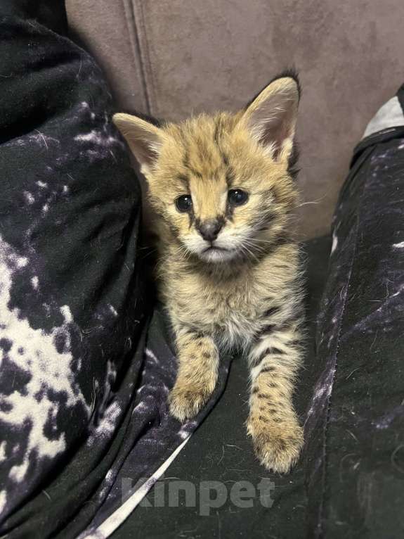 Кошки в Москве: Котенок саванна Мальчик, 190 000 руб. - фото 2