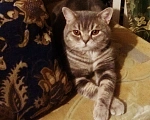 Кошки в Сочи: Потерялся кот британец Сочи Кудепста Мальчик, Бесплатно - фото 4